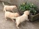 Labrador Retriever Puppies for sale in Poliçan, Albania. price: 200 ALL