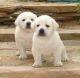 Labrador Retriever Puppies for sale in Waco, TX, USA. price: NA