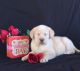 Labrador Retriever Puppies for sale in Nacogdoches, TX 75961, USA. price: $800