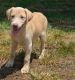 Labrador Retriever Puppies for sale in Shawnee, OK, USA. price: NA