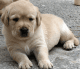 Labrador Retriever Puppies for sale in Nashville, TN 37246, USA. price: $500