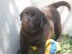 Labrador Retriever Puppies for sale in Fresno, CA, USA. price: $900