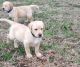 Labrador Retriever Puppies for sale in Duncanville, TX, USA. price: NA