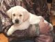 Labrador Retriever Puppies for sale in Cincinnati, OH, USA. price: $600