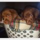 Labrador Retriever Puppies for sale in Cincinnati, OH 45209, USA. price: $600