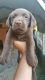 Labrador Retriever Puppies for sale in Antioch, TN 37013, USA. price: $400