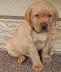 Labrador Retriever Puppies for sale in Nashville, TN 37219, USA. price: $500