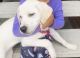 Labrador Retriever Puppies for sale in Webster, TX, USA. price: NA