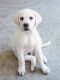 Labrador Retriever Puppies for sale in Rowlett, TX 75089, USA. price: NA