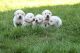 Labrador Retriever Puppies for sale in 303 E 5th St, Los Angeles, CA 90013, USA. price: NA