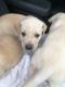 Labrador Retriever Puppies for sale in Cypress, TX, USA. price: NA
