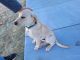 Labrador Retriever Puppies for sale in Colorado Springs, CO, USA. price: $700