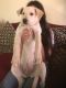 Labrador Retriever Puppies for sale in San Joaquin, CA 93660, USA. price: $600