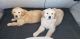 Labrador Retriever Puppies for sale in Redlands, CA 92373, USA. price: $2,500