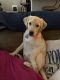 Labrador Retriever Puppies for sale in Canyon Lake, TX 78130, USA. price: $3,100