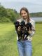 Labrador Retriever Puppies for sale in 7783 FM415, Timpson, TX 75975, USA. price: NA
