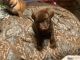 Labrador Retriever Puppies for sale in Orange, TX, USA. price: $800