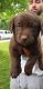Labrador Retriever Puppies for sale in Colorado, Fountain, CO 80817, USA. price: $200
