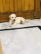 Labrador Retriever Puppies for sale in Sector 3, Rohini, Delhi, 110085, India. price: 12000 INR