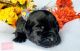 Labrador Retriever Puppies for sale in Colorado Springs, CO, USA. price: $1,375