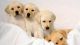 Labrador Husky Puppies