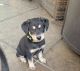 Labrador Husky Puppies for sale in Fairfield, CA 94533, USA. price: NA
