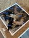 Labrador Husky Puppies for sale in Kingsley, MI 49649, USA. price: NA
