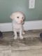 Labrador Husky Puppies for sale in Janesville, WI 53546, USA. price: NA