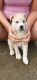 Labrador Husky Puppies for sale in Mattoon, IL 61938, USA. price: $400