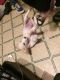 Labrador Husky Puppies for sale in 22 Teakwood Cir, Pensacola, FL 32506, USA. price: NA