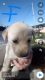 Labrador Husky Puppies for sale in Marshall, MN 56258, USA. price: NA