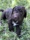 Lagotto Romagnolo Puppies for sale in Fort Worth, TX, USA. price: NA
