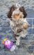 Lagotto Romagnolo Puppies for sale in Honolulu, HI 96826, USA. price: NA