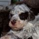 Lagotto Romagnolo Puppies for sale in New York, NY, USA. price: NA