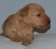 Lakeland Terrier Puppies for sale in Alma Center, WI 54611, USA. price: NA