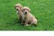 Lakeland Terrier Puppies for sale in Cleveland, OH, USA. price: NA