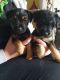 Lakeland Terrier Puppies for sale in Bloomfield Ave, Bloomfield, CT 06002, USA. price: NA