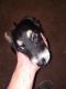 Lapponian Herder Puppies for sale in Mineral Wells, TX, USA. price: NA