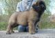 Leonberger Puppies for sale in TX-121, Blue Ridge, TX 75424, USA. price: NA