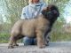 Leonberger Puppies for sale in Fresno, CA, USA. price: NA