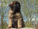Leonberger Puppies for sale in Fresno, CA, USA. price: NA