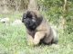 Leonberger Puppies for sale in Boston, MA, USA. price: NA