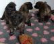 Leonberger Puppies for sale in Chicago, IL, USA. price: NA