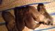 Leonberger Puppies