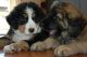 Leonberger Puppies for sale in Phoenix, AZ, USA. price: NA