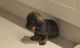 Leonberger Puppies for sale in Phoenix, AZ, USA. price: NA
