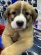 Leonberger Puppies for sale in Orlando, FL, USA. price: NA