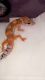 Leopard Gecko Reptiles for sale in Wheeling, WV 26003, USA. price: NA