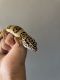 Leopard Gecko Reptiles for sale in Torrance, CA, USA. price: $110