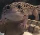 Leopard Gecko Reptiles for sale in 5267 E Geary St, Fresno, CA 93727, USA. price: $60
